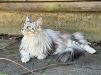 2 Maine Coon Katzen suchen neues Zuhause