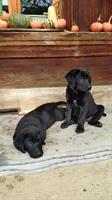 Schäfer x Labrador Mischlingswelpen