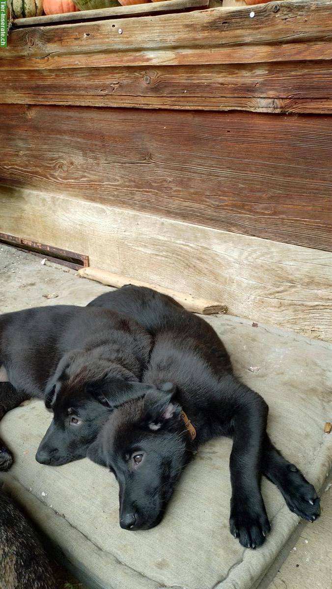 Bild 2: Schäfer x Labrador Mischlingswelpen