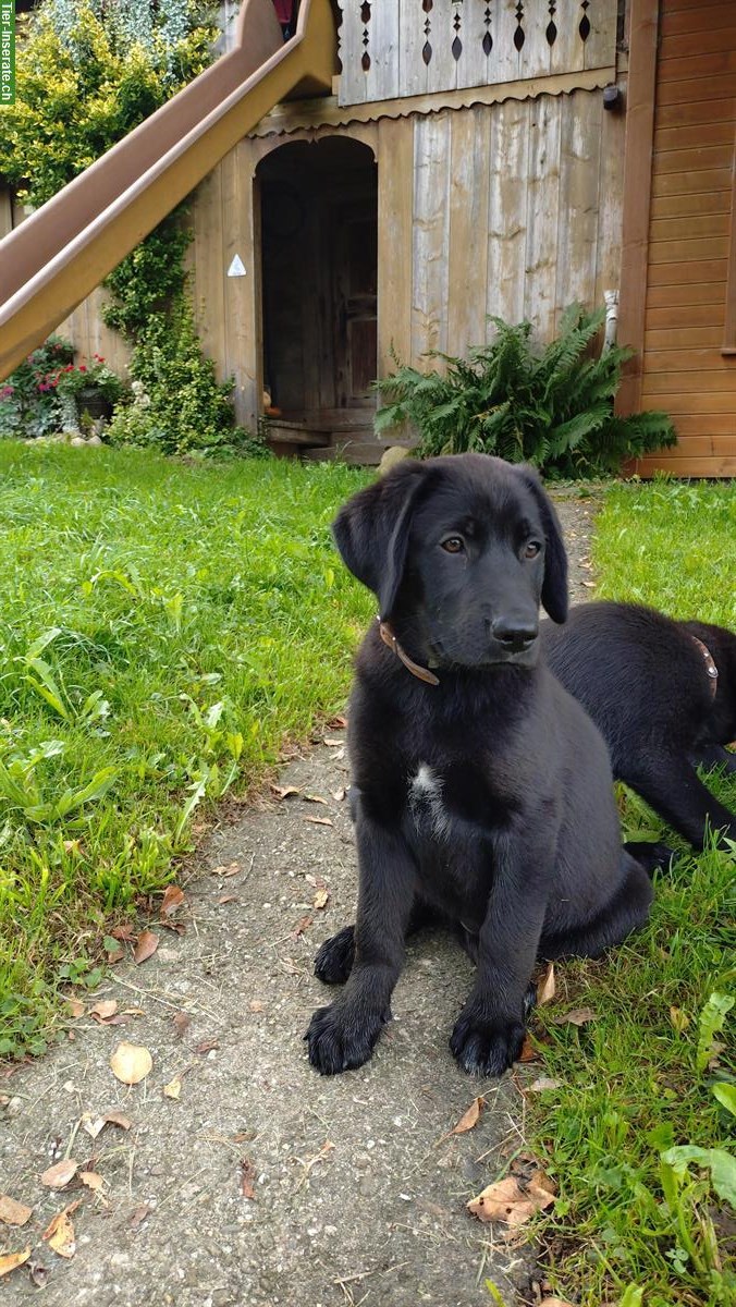 Bild 4: Schäfer x Labrador Mischlingswelpen