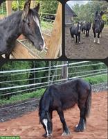 Mini Tinker Wallach, ca 1.30m Stockmass
