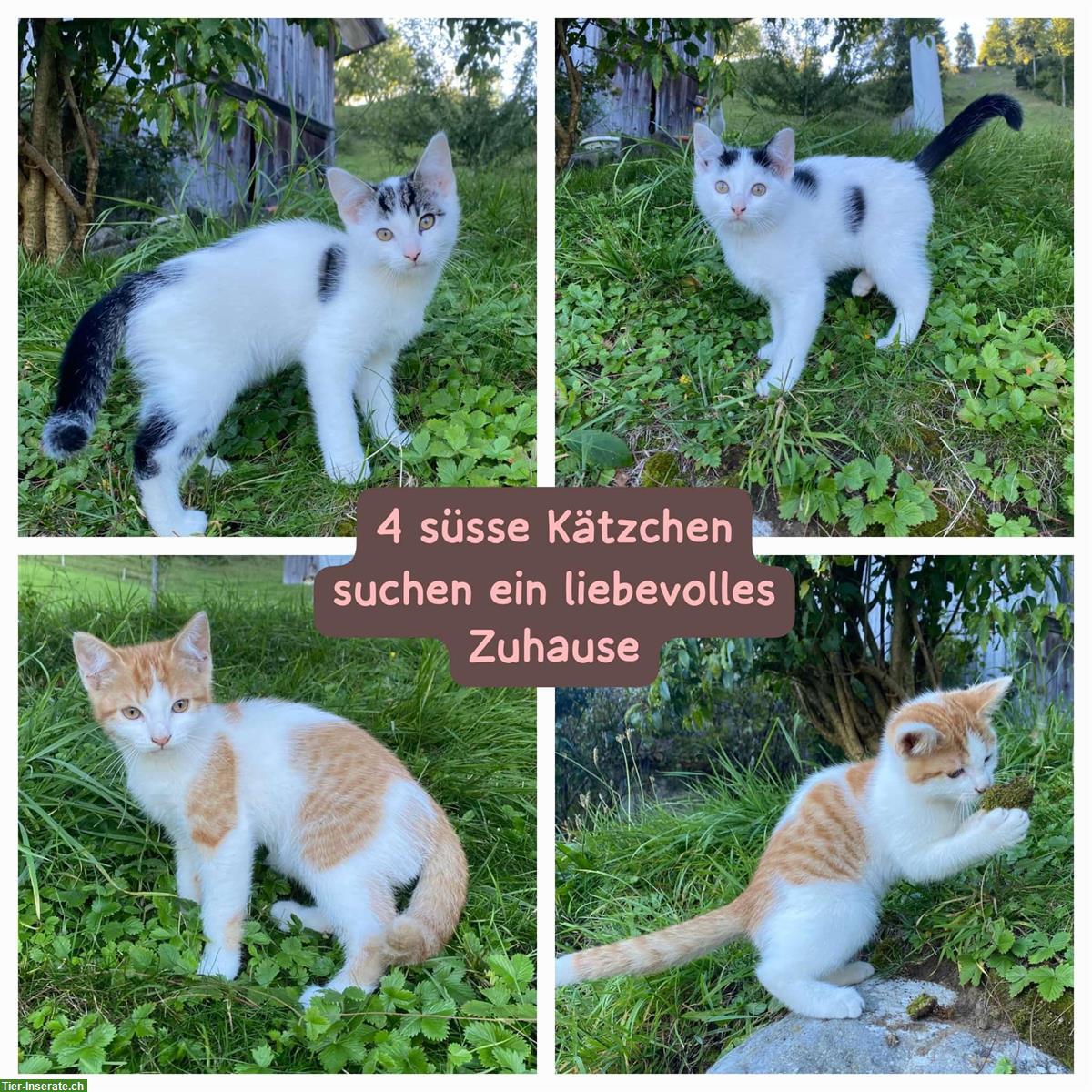 4 Kätzchen mit Freigang abzugeben