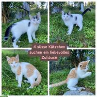4 Kätzchen mit Freigang abzugeben