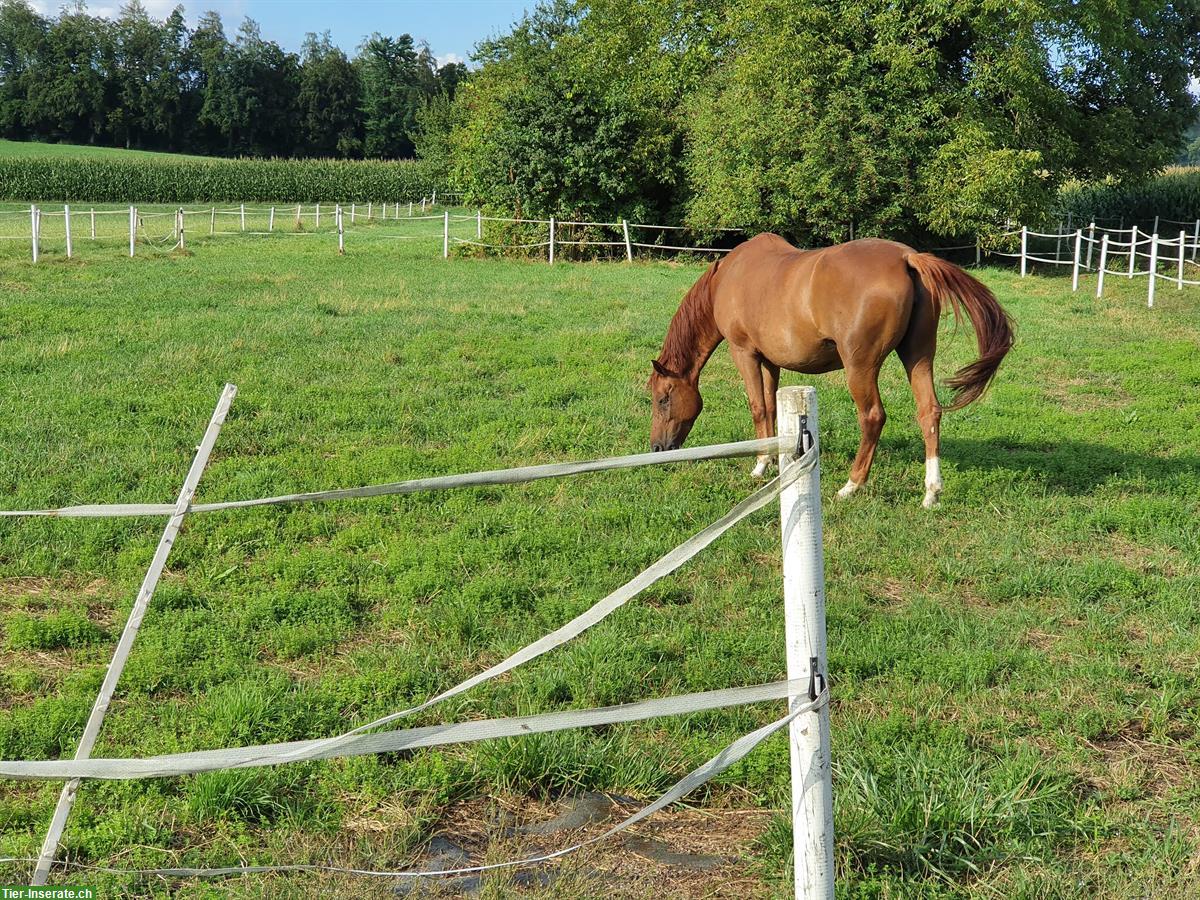 Bild 2: Reitbeteiligung für sportliche Stute in Muri