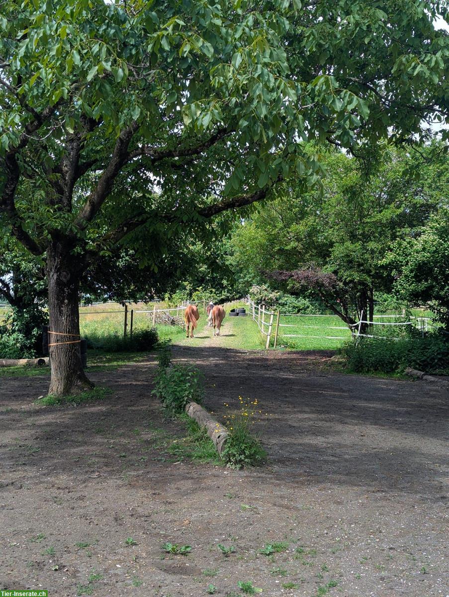 Bild 4: Naturnaher Offenstall Oberdorf Solothurn