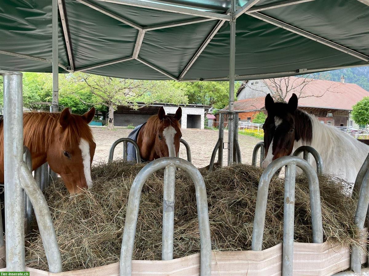 Bild 5: Privater Offenstall in Oberdorf SO