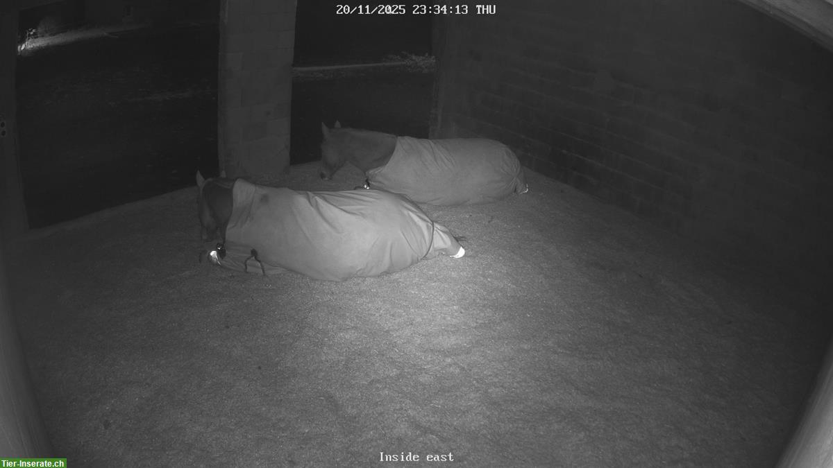 Bild 6: Privater Offenstall in Oberdorf SO