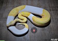 Diverse Königspythons (w/m) zur Abgabe