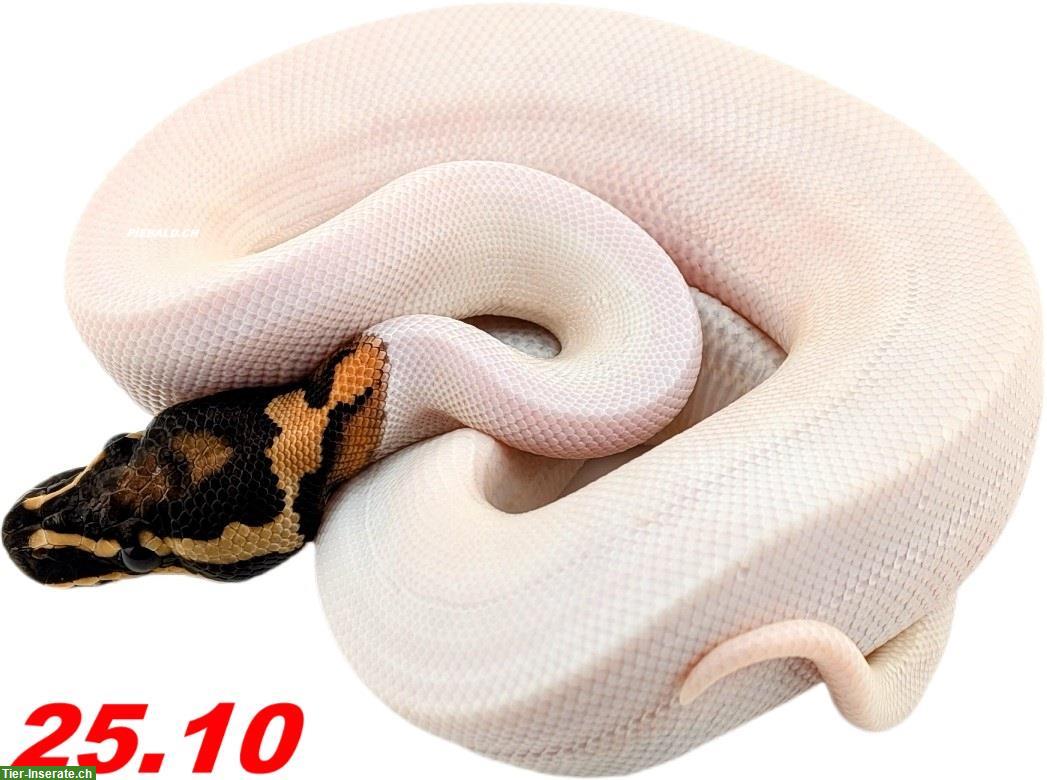 Bild 10: Diverse Königspythons (w/m) zur Abgabe