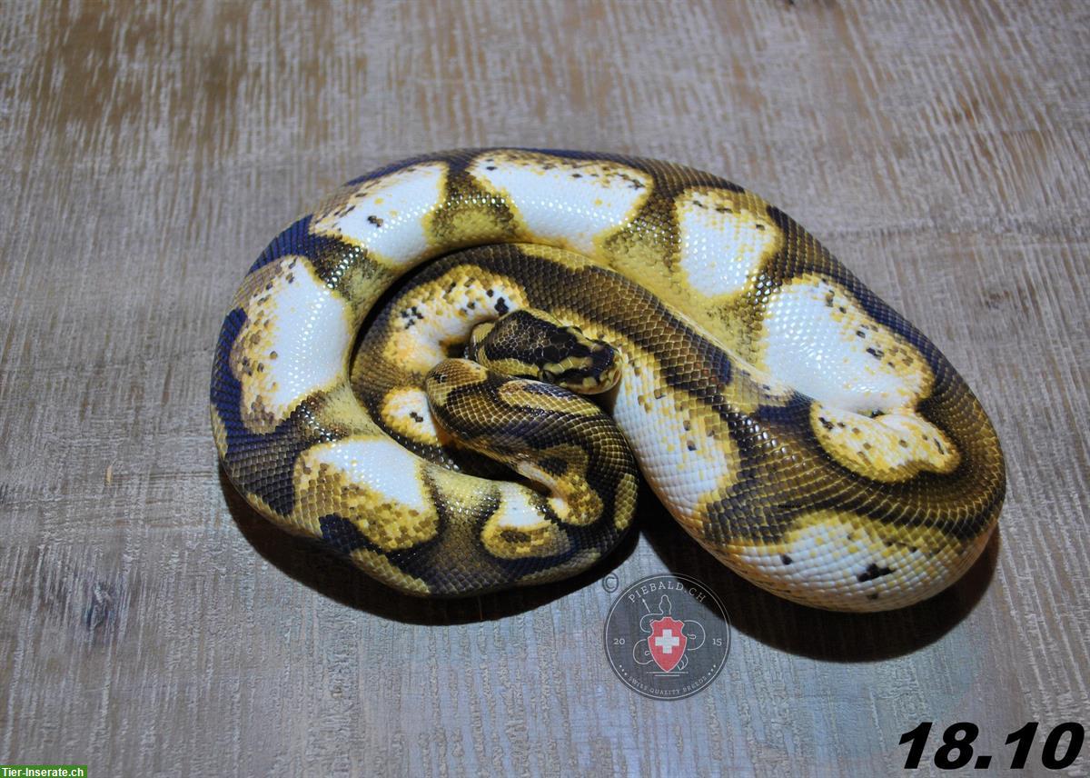 Bild 2: Diverse Königspythons (w/m) zur Abgabe