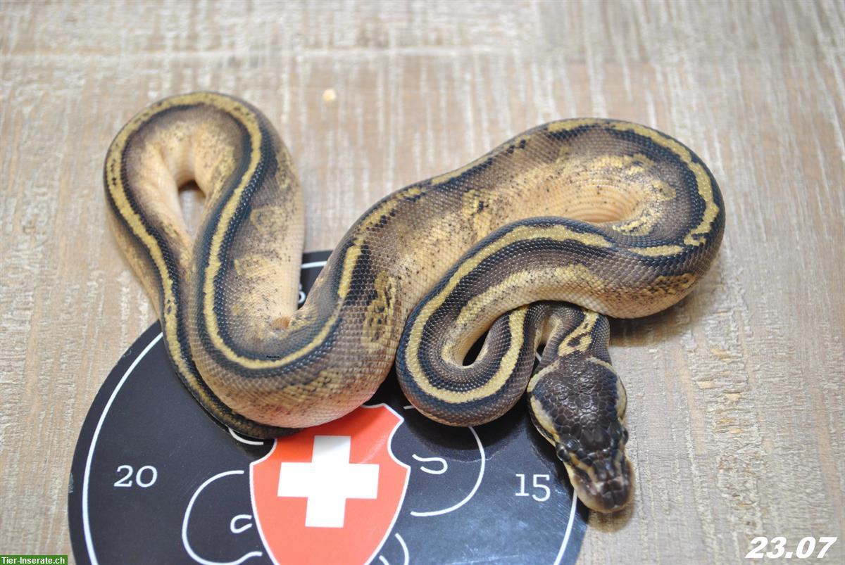 Bild 4: Diverse Königspythons (w/m) zur Abgabe