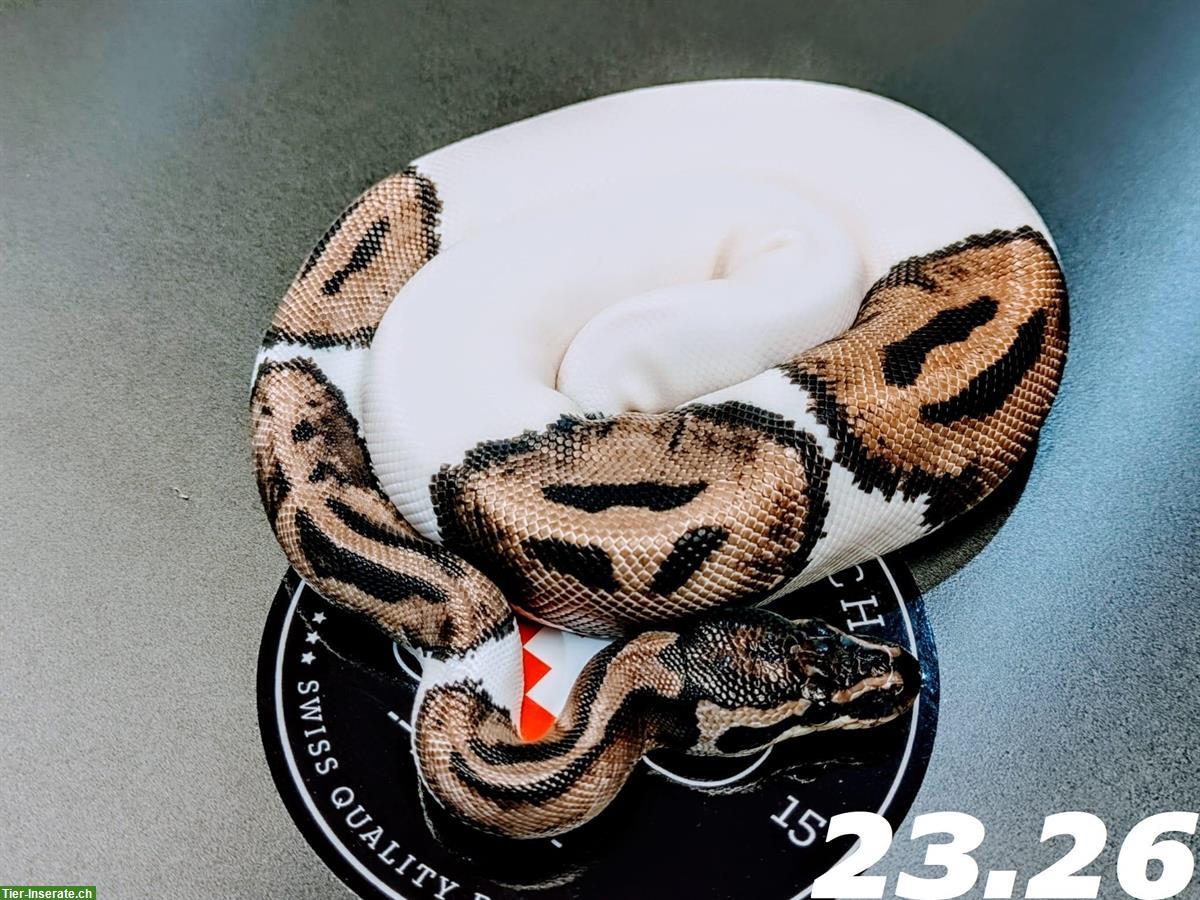 Bild 5: Diverse Königspythons (w/m) zur Abgabe