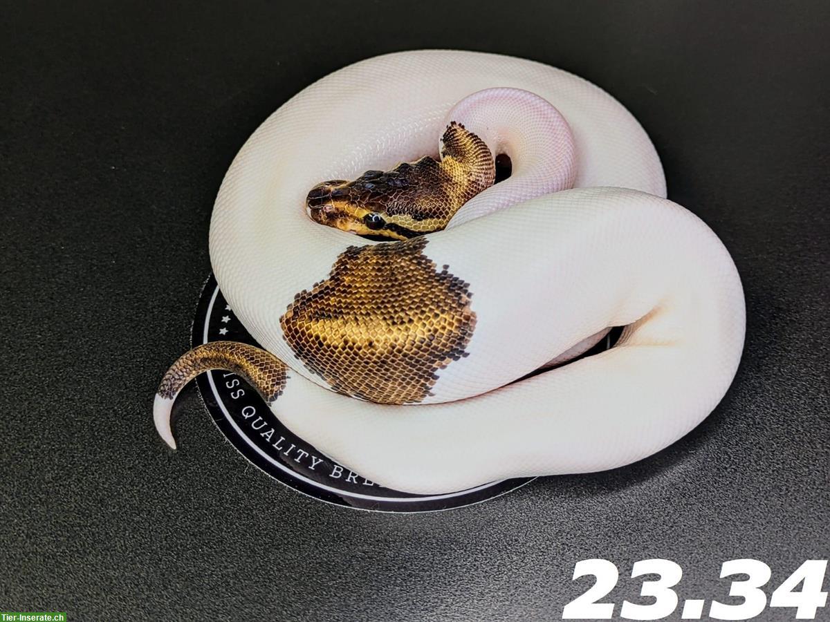 Bild 6: Diverse Königspythons (w/m) zur Abgabe