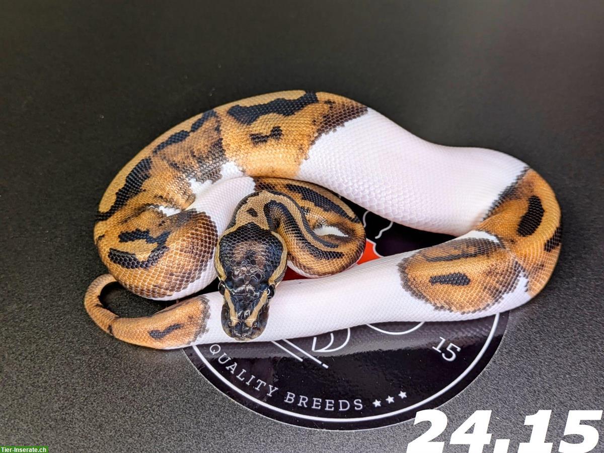 Bild 7: Diverse Königspythons (w/m) zur Abgabe