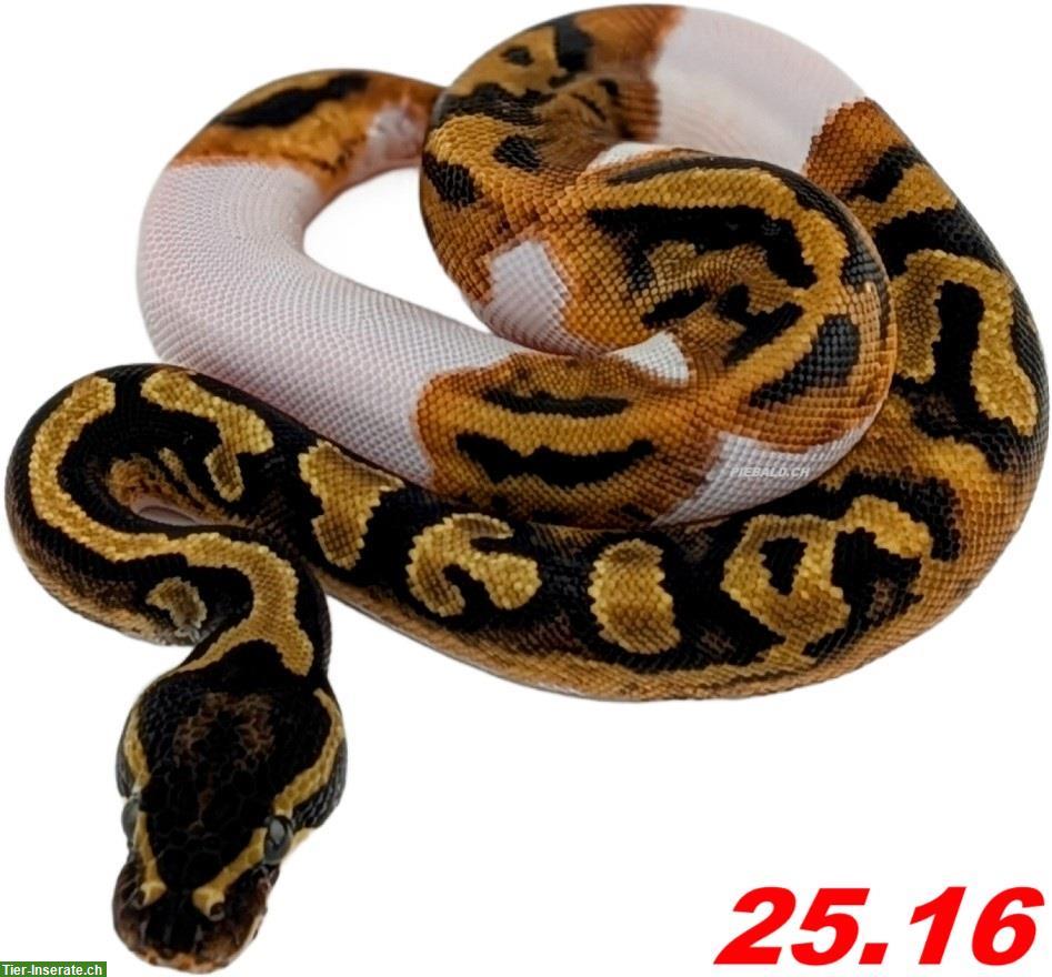 Bild 8: Diverse Königspythons (w/m) zur Abgabe