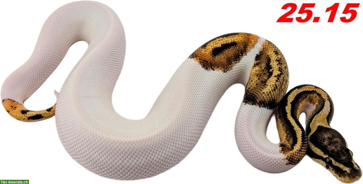 Bild 9: Diverse Königspythons (w/m) zur Abgabe