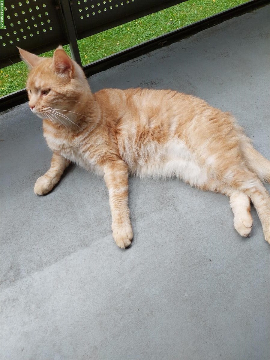 SOLO ein ruhiger Kater sucht ein neues Zuhause