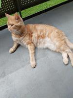 SOLO ein ruhiger Kater sucht ein neues Zuhause