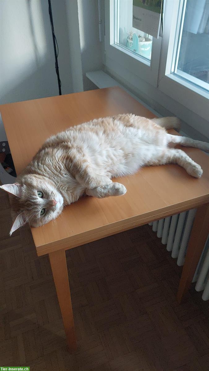 Bild 4: SOLO ein ruhiger Kater sucht ein neues Zuhause