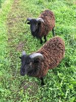 Ouessant Schafböckli in Herbetswil zu verkaufen