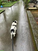 Hundesitter/in für Terrier-Mischling gesucht