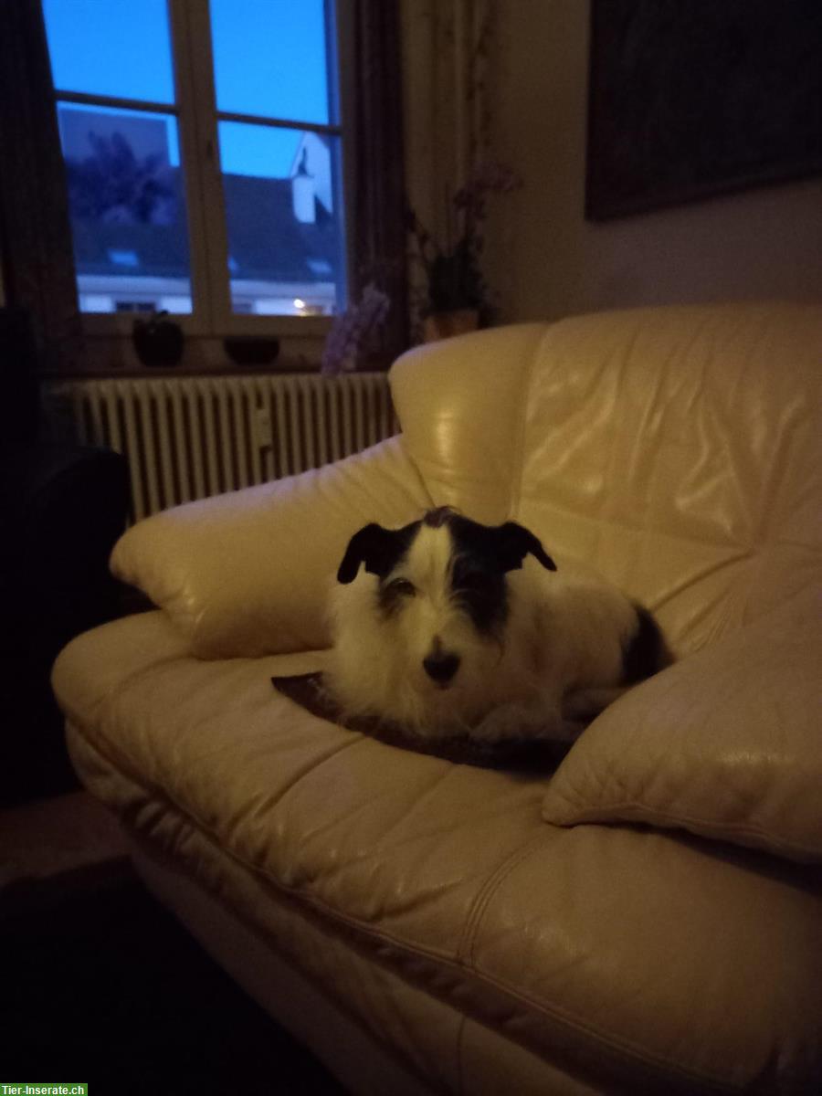 Bild 2: Hundesitter/in für Terrier-Mischling gesucht