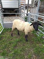 Suffolk-Lammbock zu verkaufen