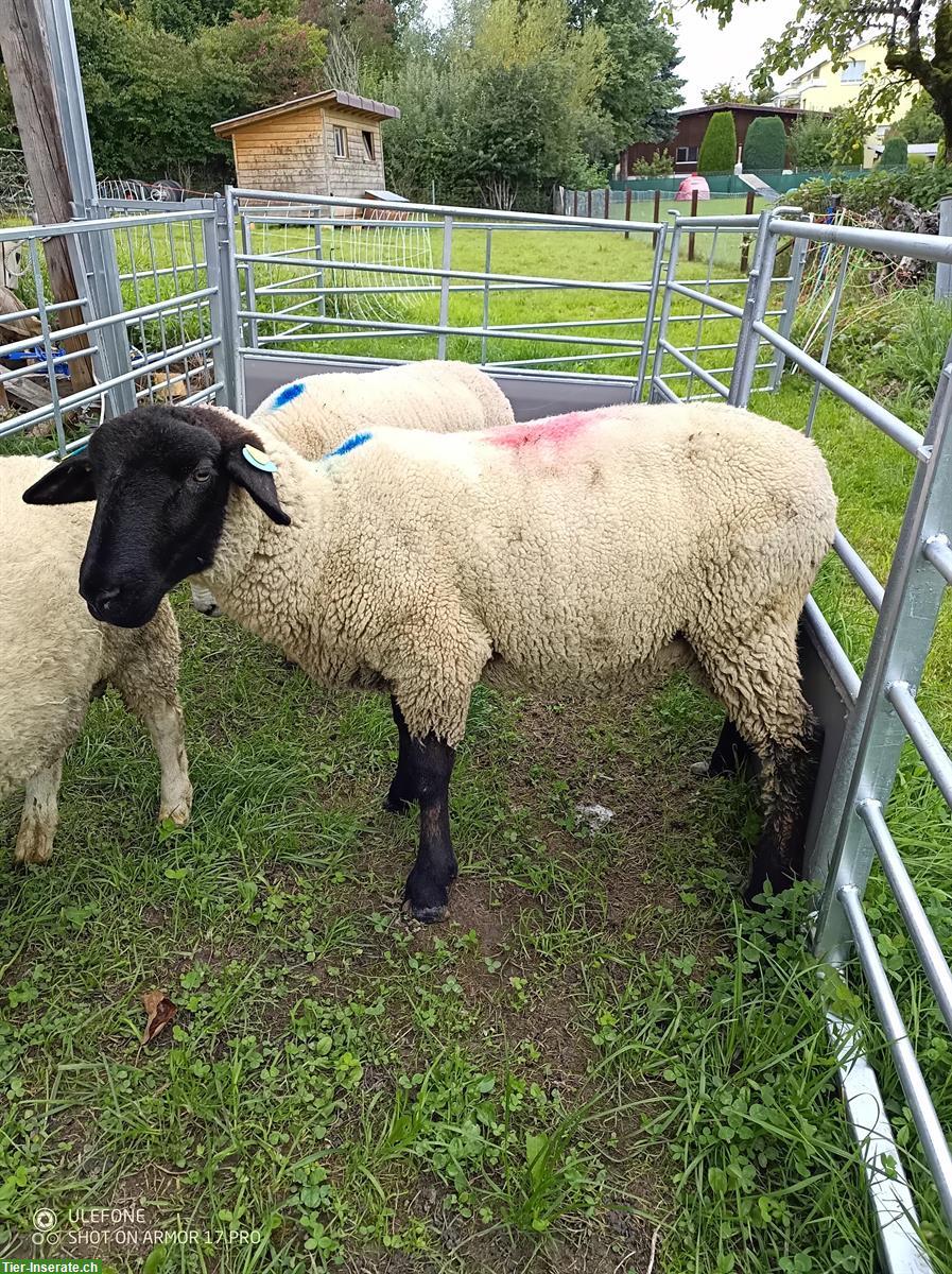 Bild 2: Suffolk-Lammbock zu verkaufen