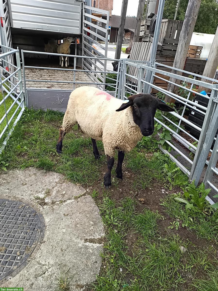 Bild 3: Suffolk-Lammbock zu verkaufen