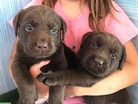 2 Labrador Welpen zu verkaufen