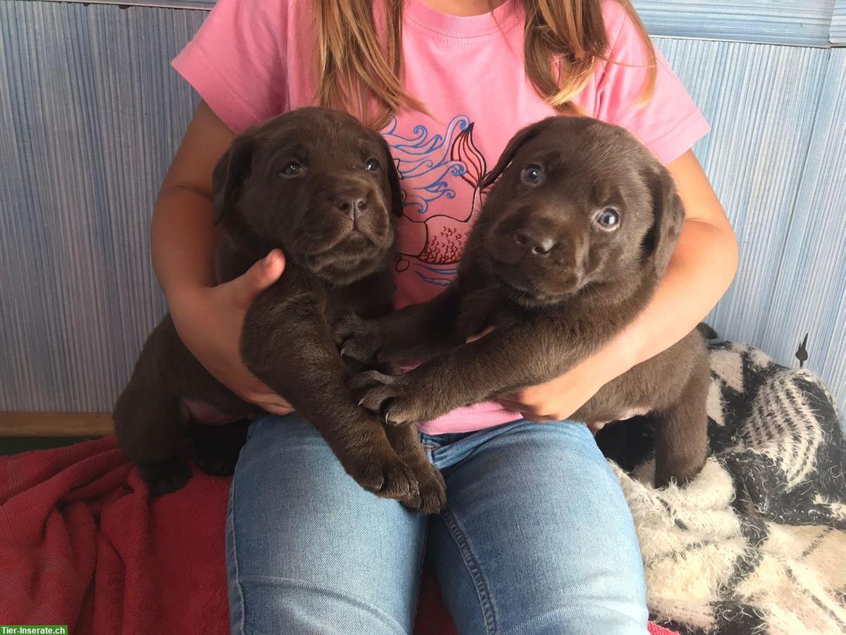 Bild 2: 2 Labrador Welpen zu verkaufen