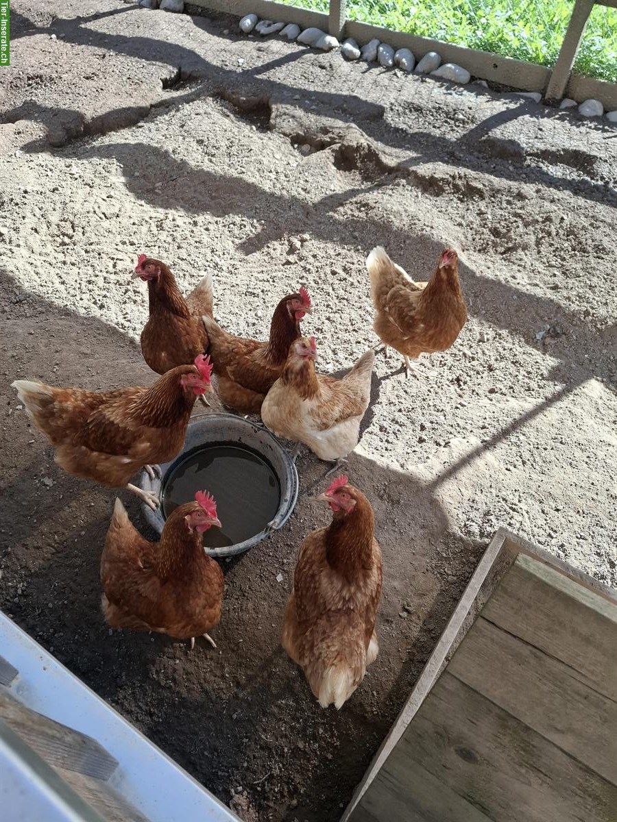 3 Legehennen zu verkaufen