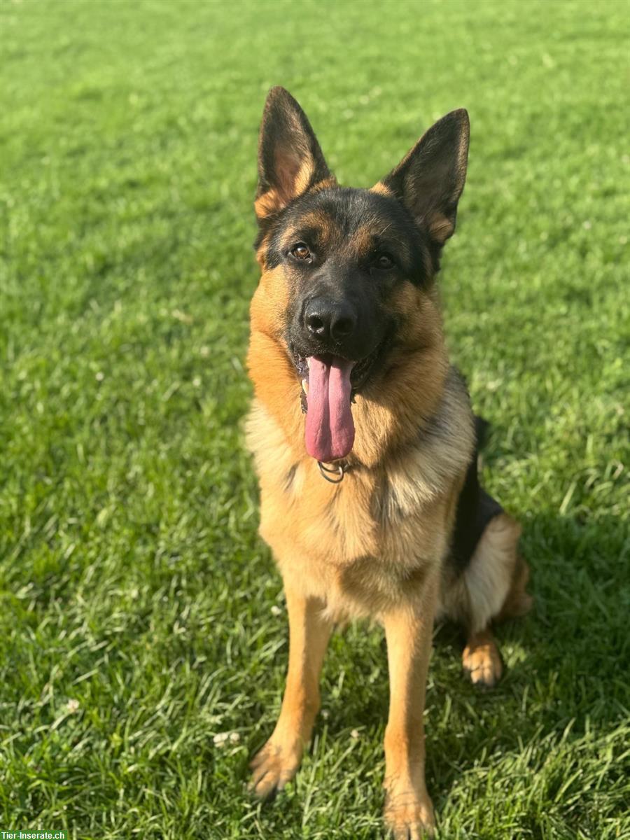 Deutscher Schäferhund, Rüde, 1 Jahr jung