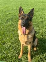 Deutscher Schäferhund, Rüde, 1 Jahr jung