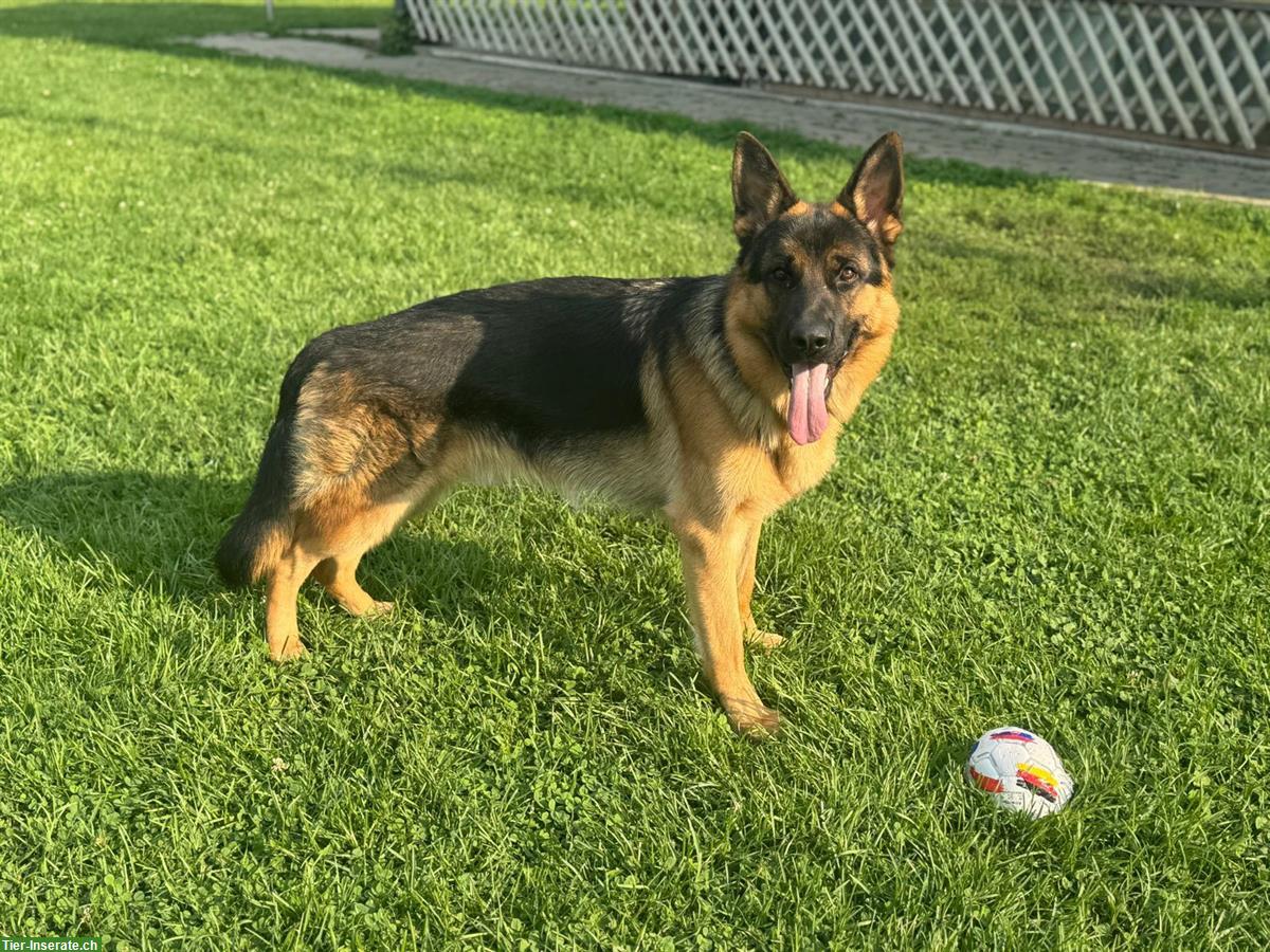 Bild 3: Deutscher Schäferhund, Rüde, 1 Jahr jung