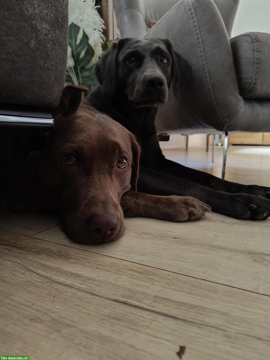 2 Labrador Retriever suchen ein liebevolles Zuhause