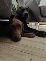 2 Labrador Retriever suchen ein liebevolles Zuhause