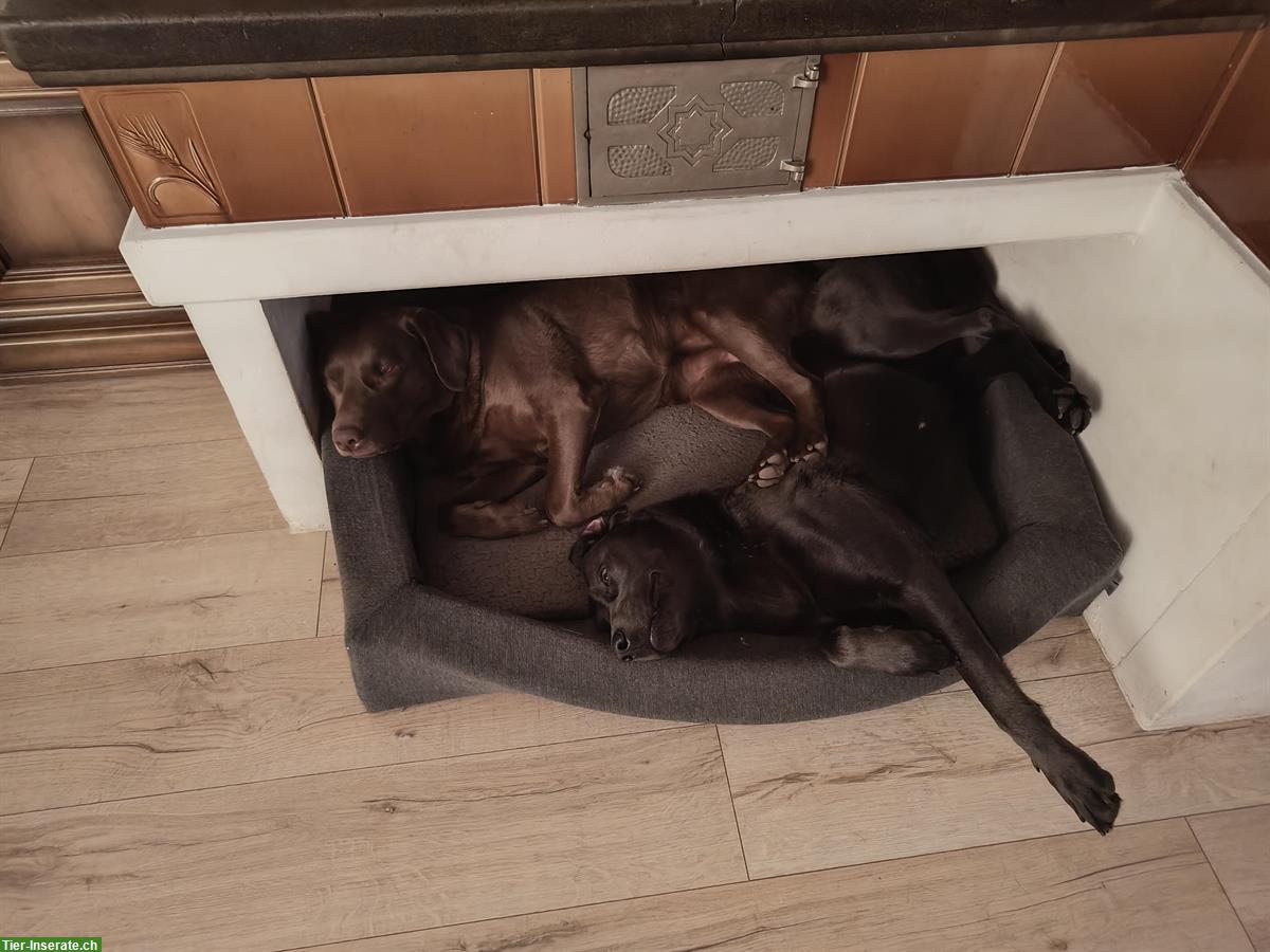 Bild 2: 2 Labrador Retriever suchen ein liebevolles Zuhause