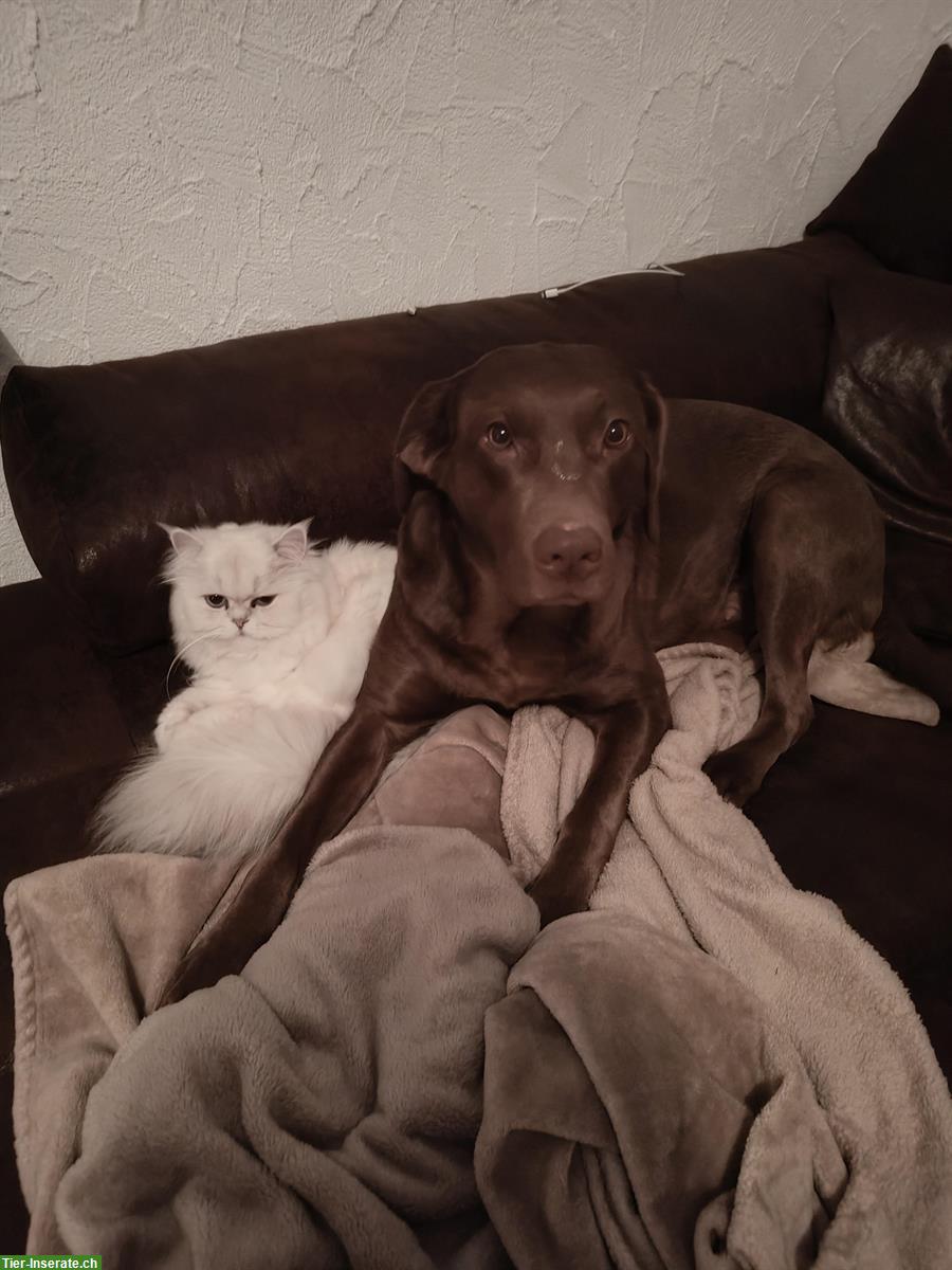 Bild 3: 2 Labrador Retriever suchen ein liebevolles Zuhause