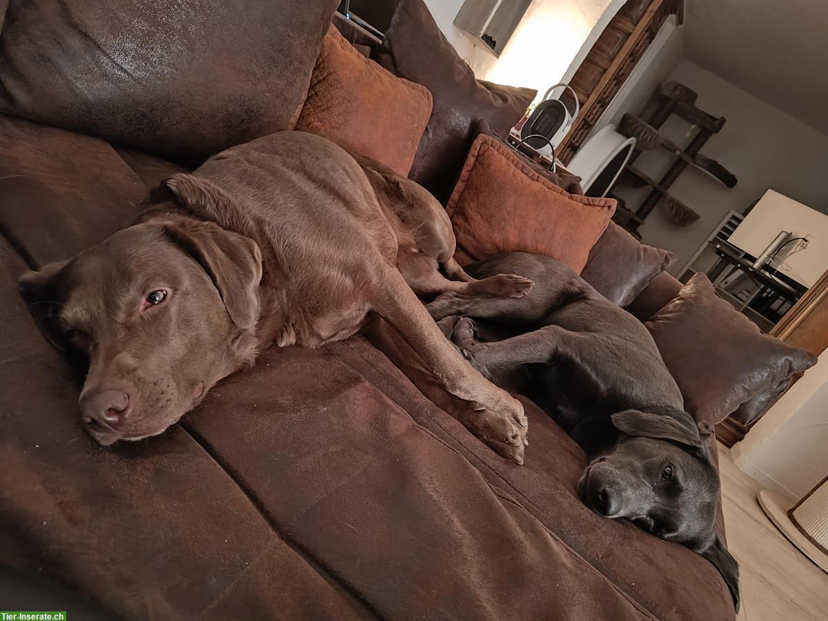 Bild 4: 2 Labrador Retriever suchen ein liebevolles Zuhause