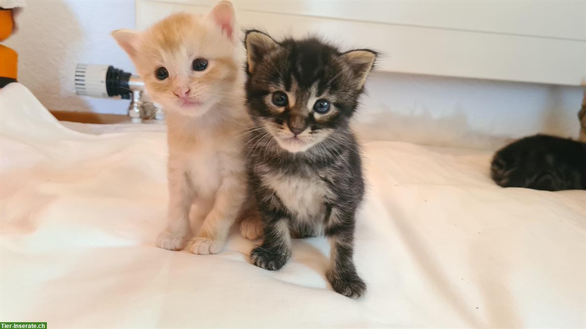 Mischling Kitten, 75% Maine Coon