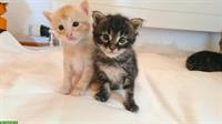 Mischling Kitten, 75% Maine Coon