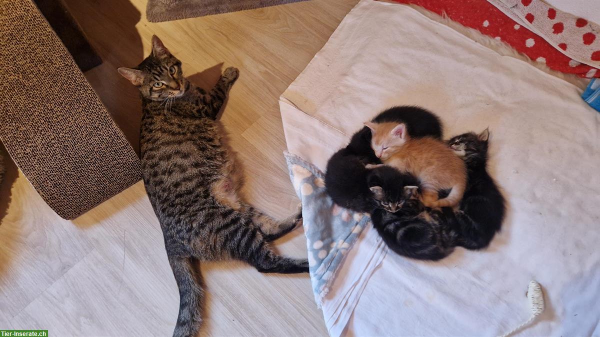 Bild 2: Mischling Kitten, 75% Maine Coon