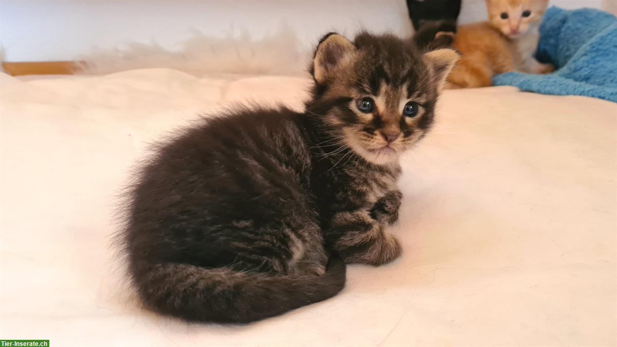 Bild 3: Mischling Kitten, 75% Maine Coon