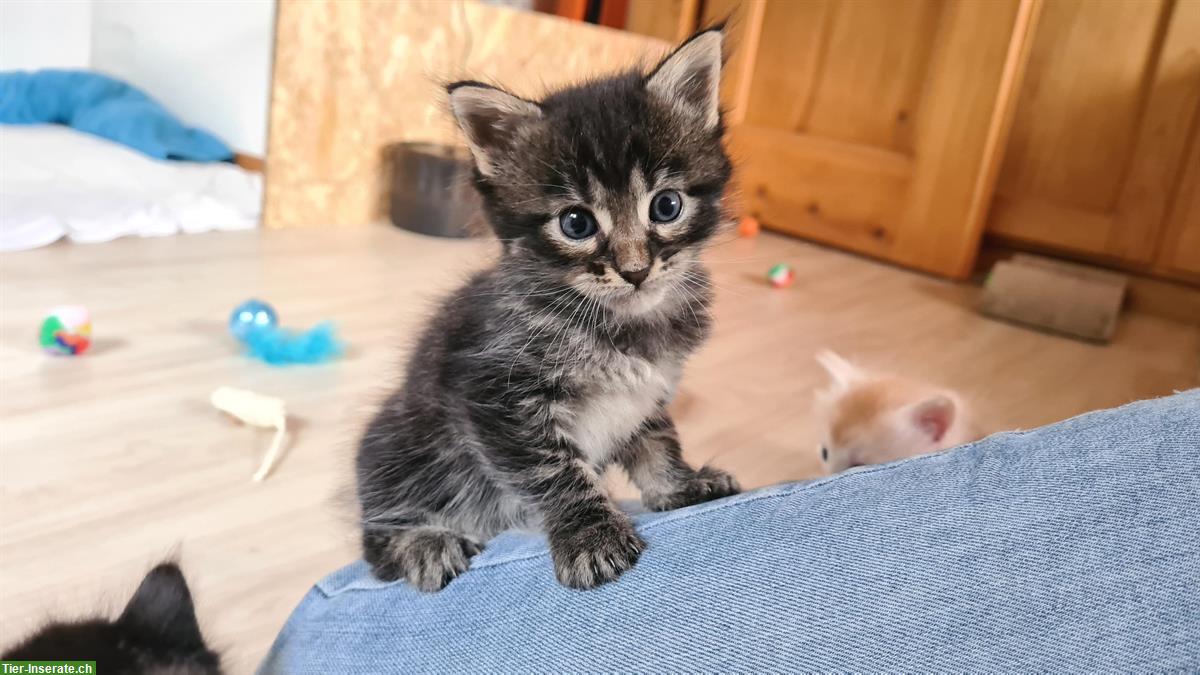 Bild 4: Mischling Kitten, 75% Maine Coon