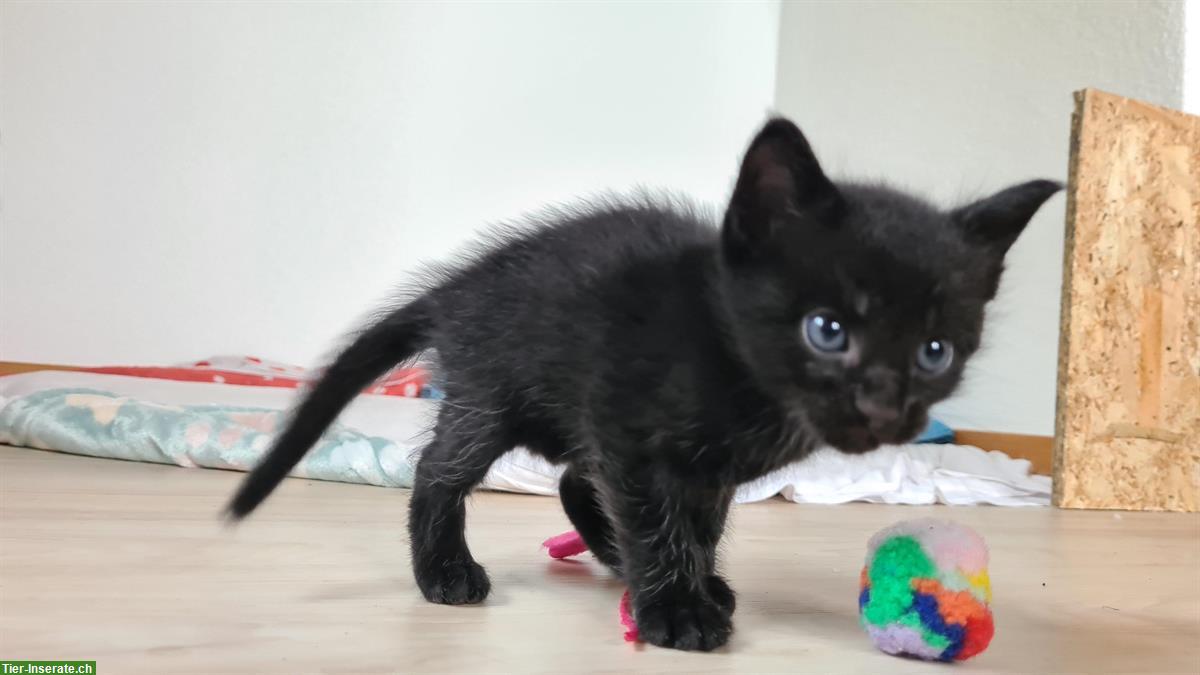 Bild 5: Mischling Kitten, 75% Maine Coon