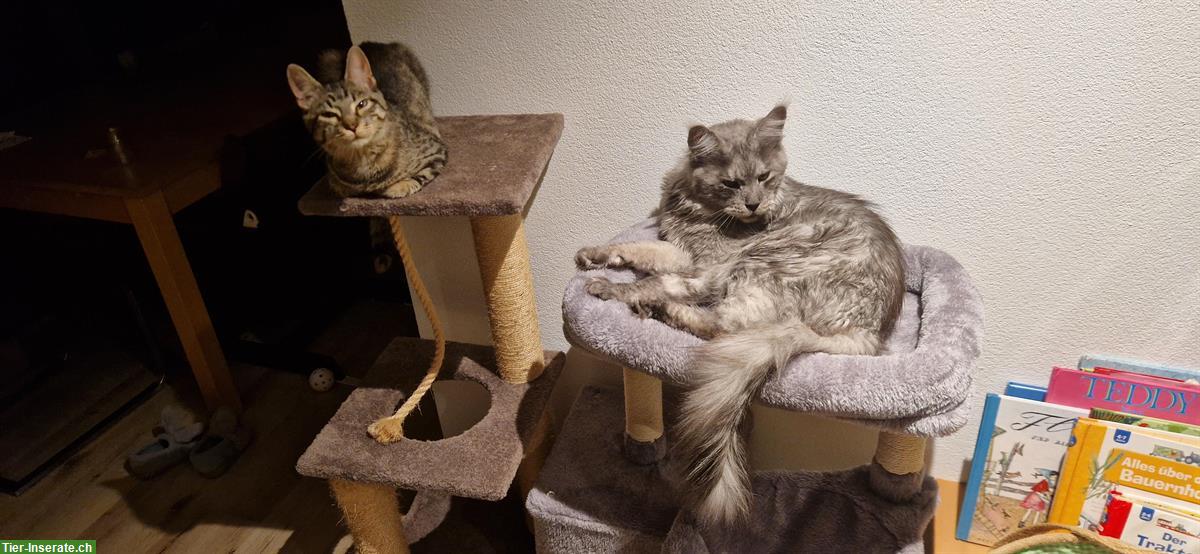 Bild 7: Mischling Kitten, 75% Maine Coon