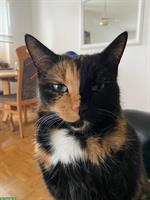 Katzen Nani & Nara suchen Zuhause mit Zugang von aussen