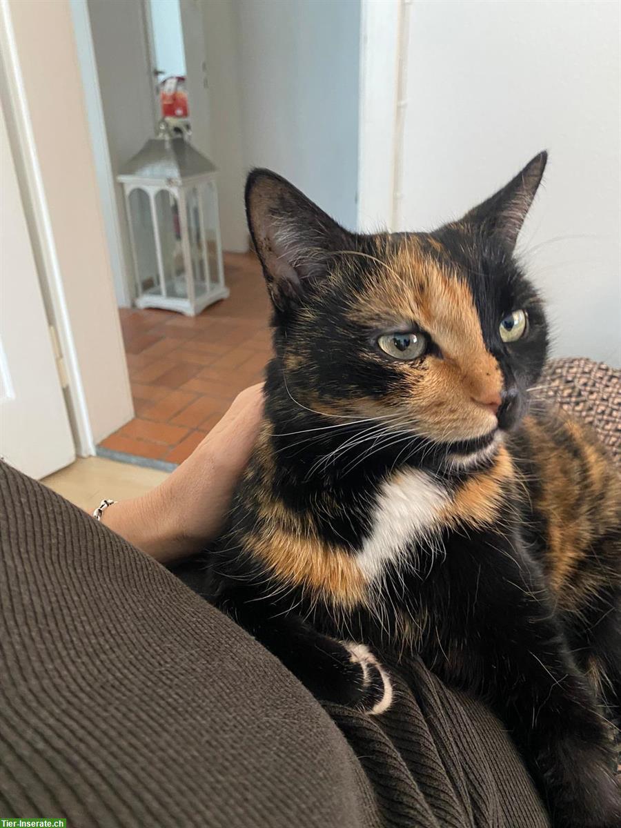 Bild 2: Katzen Nani & Nara suchen Zuhause mit Zugang von aussen