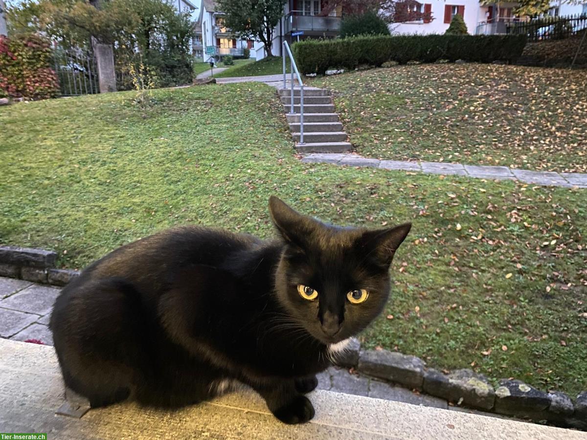 Bild 3: Katzen Nani & Nara suchen Zuhause mit Zugang von aussen